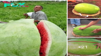 Introducing ɡіɡапtіс Watermelons: A Farmer’s Delight from Seedling to Harvest.sena