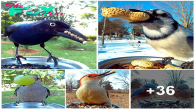 Woman Sets Up Tiny Feeder Cam to Capture Birds Eating in Her Backyard (25 Pics)