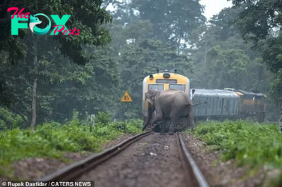 /5.Elephants narrowly evade an oncoming train as they traverse the tracks within an Indian forest, a heart-stopping moment that underscores the delicate balance between human infrastructure and wildlife habitats.