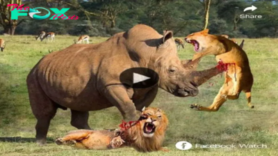 Watch this heartwarming video of an innocent baby rhino trying to make friends with a herd of wildebeest, but nature is not easy