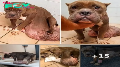 Hopeless Stray: The Heartbreaking Tale of a Dog’s Painful Battle with a Giant Tumor, Left to Suffer Alone