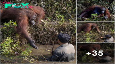 Touching Images Show Orangutan Reaching Out To Save Man’s Life Thinking He Had Fallen Into Snake-Filled River