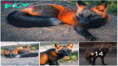 Unique Orange and Black ‘Fire-Fox’ Poses for Friendly Photographer