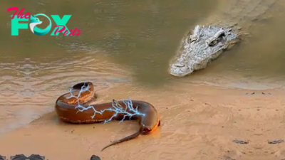 nht.Breaking News: Crocodile vs. 860-Volt Electric Eel! Dramatic Moment Captured on Film