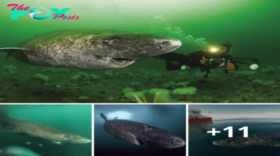 Lamz.Incredible Discovery: Scientists Uncover 400-Year-Old Greenland Shark Born Around 1620