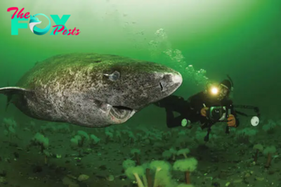 nht.Scientists Discover 400-Year-Old Greenland Shark Born Around 1620