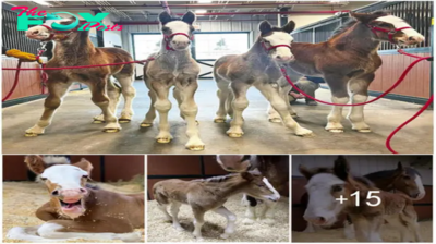 At warm springs ranch, four new budweiser clydesdales were born
