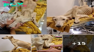 Heartbreaking discovery of a dog found starved in an old house, with bones almost piercing its skin.