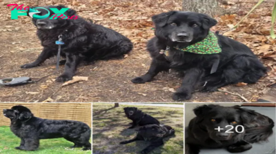 Lamz.Long-Lost Dog Siblings Reunited After 13 Years, Unaware They Lived in the Same Town