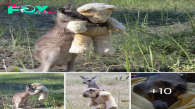 Creating a Heartwarming Scene: Orphaned Baby Kangaroo Finds Comfort in Hugging His Beloved Teddy Bear