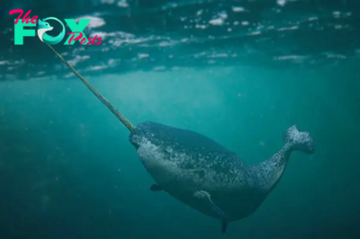 nht.Narwhals have a unique way of seeing that is unlike any other animal on Earth.