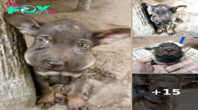 Poignant Plea for Assistance: Stray Dog’s Tearful Eyes Evoke Deep Emotion, Leaving Passersby Choked with Compassion.