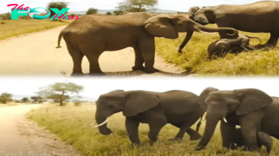 Adorable Baby Elephant in Tanzania Overcomes Fear to Cross Road, Melting Hearts Along the Way