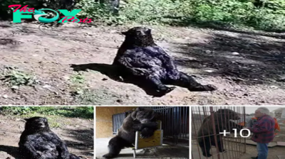 Elderly Bear Rescued from 25 Years of Hellish Circus Captivity Now Enjoys a Peaceful Days Showering in the Sun