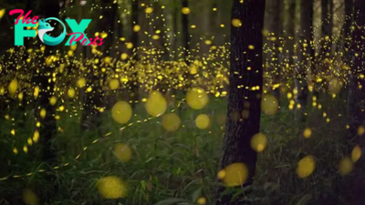 How do fireflies light up?