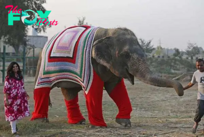 kp6.A Stitch of Kindness: Villagers Knit Hand-Woven Sweaters to Warm Rescued Elephants.