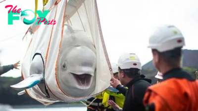 nht.Two beluga whales moved to a marine sanctuary in Iceland.