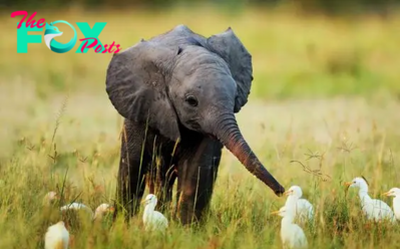 kp6.Enchanting Encounters: The Endearing Charms of Baby Elephants гeⱱeаɩed.