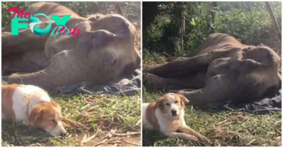 QT Elephant and her beloved Dog friend stayed inseparably until her final bre.ath in sanctuary