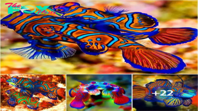 You can’t help but be enchanted by the mandarin fish (Synchiropus splendidus). With its dazzling array of colors and intricate patterns, this small sea creature is often hailed as one of the most beautiful fish in the ocean.