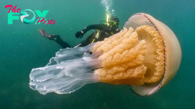 nht.Amazing! A massive 3-meter jellyfish seen off the coast of England.