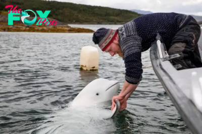 f.Dolphins journey 50km to thank their rescuers with a sweet kiss, honoring the incredible bond between species.f