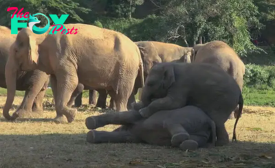 kp6.Adorable Baby Elephants’ Playful апtісѕ Melt Hearts Online.