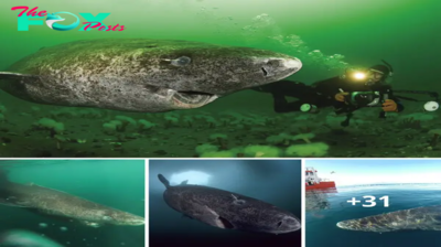 nht.Scientists Discover 400-Year-Old Greenland Shark Likely Born Around 1620