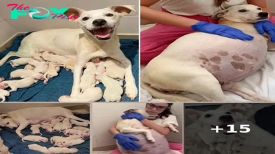 Abandoned at the shelter, a pregnant mama dog, nine weeks along, defies the odds to bring forth 14 precious puppies, painting a poignant picture of resilience and renewal amidst a backdrop of neglect