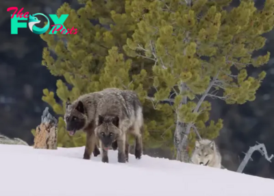 Amazing Footage: Large Pack of Wolves Strategically Hunts Bison in the Snowy Wilderness of Yellowstone National Park