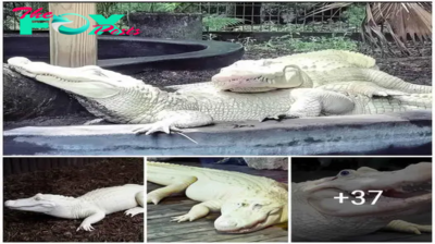 The rare appearance of a giant albino crocodile surprises experts for its survival