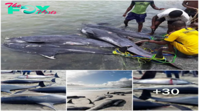 3S “Unlocking the Enigma: Pod of Stranded Short-Beaked Dolphins Discovered Along Argentina’s Coastline” 3S