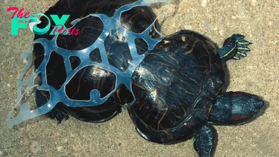 f.A fisherman’s emotions when rescuing a turtle from the water after it became entangled in a piece of discarded plastic that split its body into two parts over many years.f