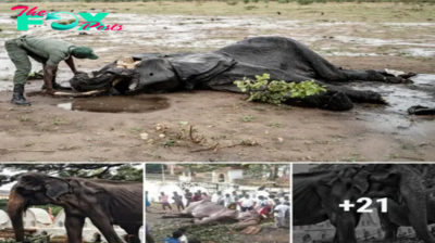 An elderly elephant, after 70 years of slavery, has peacefully раѕѕed аwау