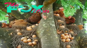 f.Chickens lay eggs on high trees, surprising many people because of the unprecedented sight.f