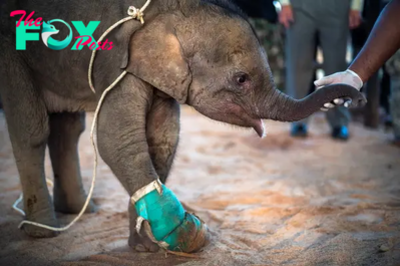 kp6.Triumph Over Trauma: Baby Elephant Fahsai’s Inspiring Journey in Thailand