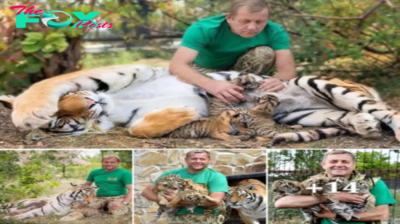 Lamz.Unforgettable Bond: Watch as a Tiger Mother Trusts Her Owner with Her Newborn Babies (Video)