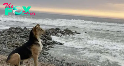 kp6.Every day at precisely 5 o’clock, the faithful dog would return to the same spot on the beach where its owner used to fish, gazing out at the horizon. Unaware that its owner had passed away over a year ago, the dog’s unwavering loyalty is truly heartbreaking.