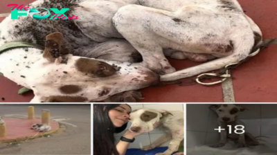 Lamz.Covered in Millions of Ticks, Abandoned Dog Collapses: Will a Kind Heart Save This Poor Pup?