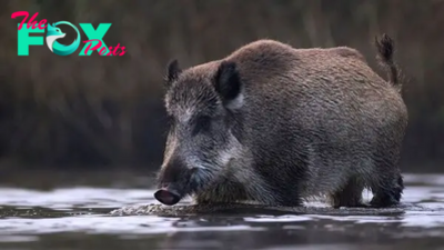 Canadian 'super pigs' are likely to invade northern US, study warns