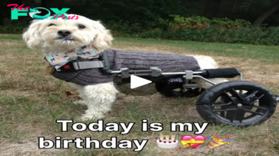 Celebrating the Unstoppable Spirit: A Birthday Tribute to Our Two-Legged Wonder