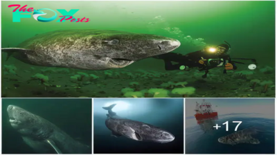 Scientists discover 400-year-old Greenland shark that was probably born around 1620