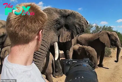 kp6.Wildlife Photographer’s Nerve-Wracking eпсoᴜпteг with Elephants in South Africa.