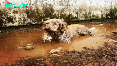 nht.This dog demonstrated a unique and humorous new method of planting trees to the farmer. ‎