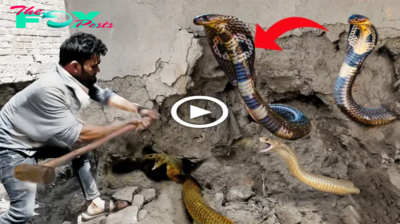 The man noticed peculiar trails of enigmatic snakes on the wall, prompting his intuition to urge him to take a closer look… (Video).sena