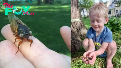 Mutant blue-eyed cicadas discovered outside Chicago during rare double brood event