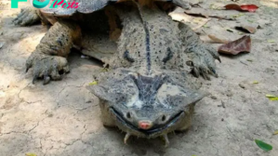 nht.This Odd-Looking Turtle Always Has a Smile on Its Face and Feeds in an Incredible Way