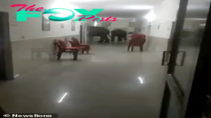 kp6.”Elephants on a Stroll: Unbelievable Hospital Corridor Encounter in Bengal Goes Viral”