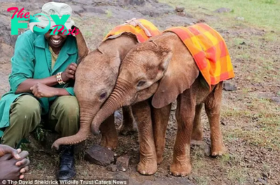 kp6.Wrapped in Love: The Essential Blankets Nurturing Orphaned Baby Elephants.