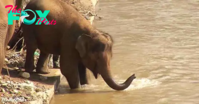 kp6.Tender Moments: Blind Caretaker and Baby Elephant Share Daily Bath Time Bond